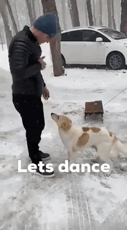 Man Let's Dance Dog Dancing GIF