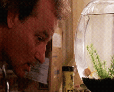 Man Looking At Goldfish In Fish Bowl GIF