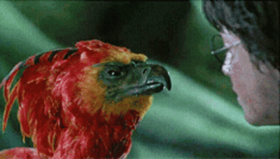 Man Looking At Red And Yellow Bird With Black Beak GIF