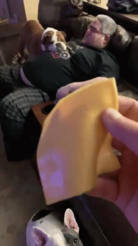 Man Lying On Couch With Dog And Cheese GIF