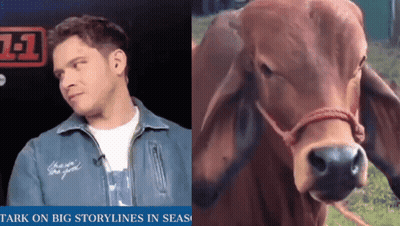 Man Next To Cow With Big Storylines In Seas GIF