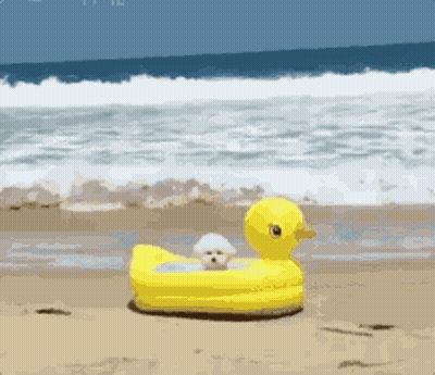 Man Next To Kangaroo It's About To Start Raining Get Into Nrg Pool GIF