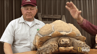 Man Next To Large Turtle Saying That Geo Wild GIF