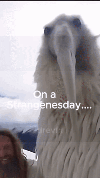 Man Next To Large White Animal On A Strangenessday GIF
