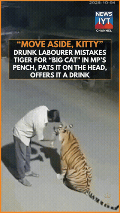 Man Next To Tiger Saying Move Aside Kitty GIF