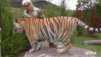Man Next To Tiger With Netflix Logo GIF