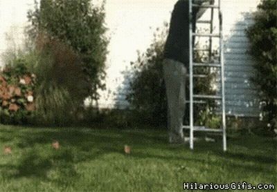 Man On Ladder In Yard Hilariousgifs GIF