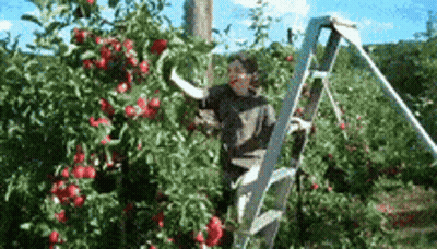 Man On Ladder Picking Apples GIF