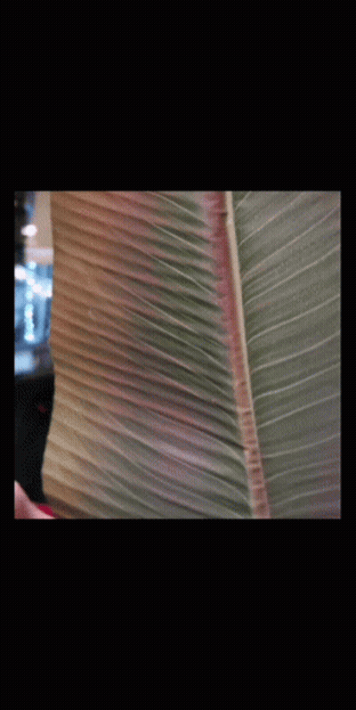 Man On Phone Screen 9 August 2020 GIF