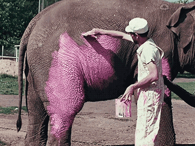 Man Painting Elephant Butt Pink GIF