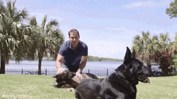 Man Patting His Two German Shepherd GIF