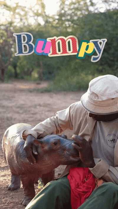 Man Petting Baby Hippo Saying Bumpy GIF