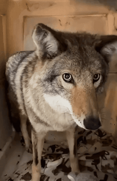 Man Petting Black And White Dog GIF
