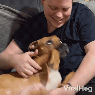 Man Petting Brown And White Dog Viralhog GIF