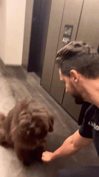 Man Petting Brown Dog GIF