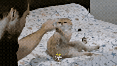 Man Petting Cat On Bed With Crown GIF