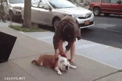 Man Petting Dog On Sidewalk GIF