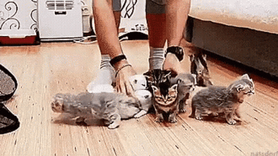 Man Petting Group Of Kittens On Wooden Floor GIF