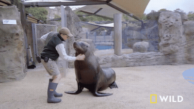 Man Petting Seal With National Geographic Logo GIF
