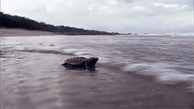 Man Petting Turtle With Nat Geo Wild Logo GIF