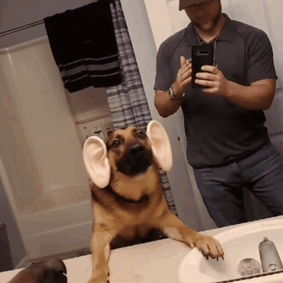 Man Photographing Dog With Fake Ears GIF