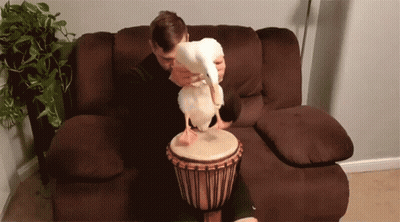 Man Playing Drum With Duck GIF