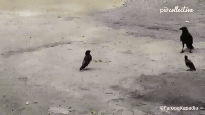 Man Playing Guitar In Front Of Crowd In BB Shirt GIF