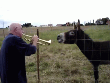 Man Playing Trumpet To Donkey GIF