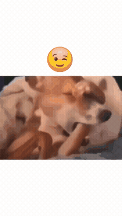 Man Playing With Dog And Food Bowl Taxes GIF