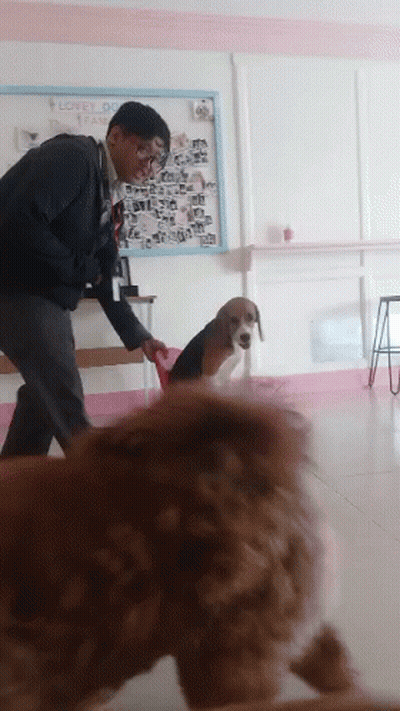 Man Playing With Dog In Front Of Loves Dogs Board GIF