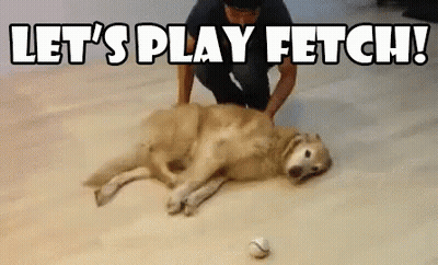 Man Playing With Dog Laying on Floor With Ball