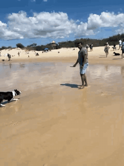 Man Playing With Dog On Beach GIF
