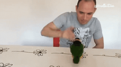 Man Playing With Parrot Wearing On On Shirt GIF