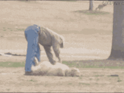 Man Playing With Sheep In Field GIF