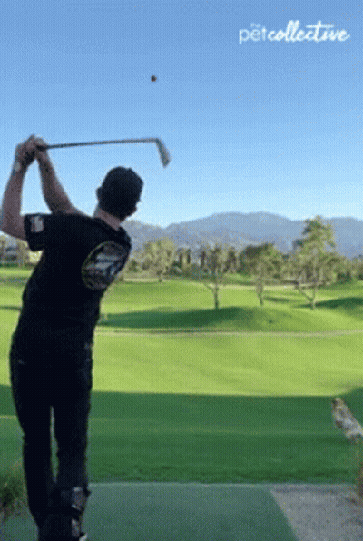 Man Putting Golf Ball On Golf Course GIF