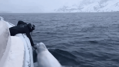 Man Reaching To Touch Polar Bear From Boat GIF