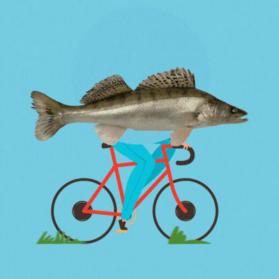 Man Riding Bicycle With Large Fish