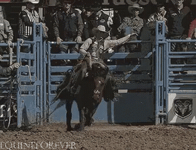 Man Riding Bull In Front Of Ram Logo GIF