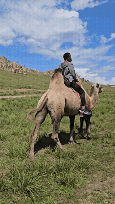 Man Riding Camel In Grassy Field GIF