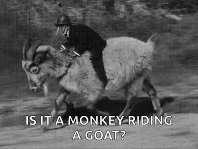 Man Riding Goat Is It Monkey Riding Goat GIF