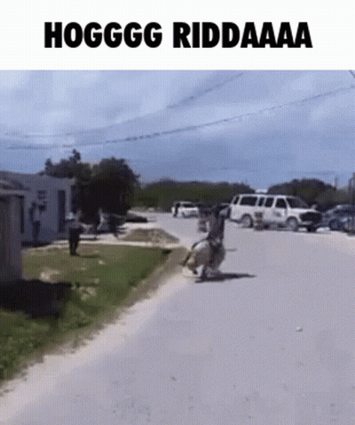 Man Riding Horse Down Street Hoggg Riddaaa GIF