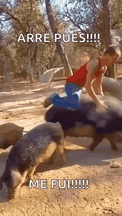 Man Riding Pig Arre Pues Me Fui GIF