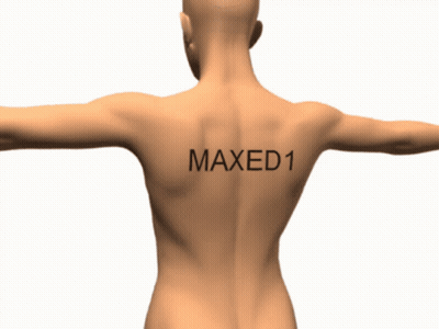Man's Back With Word Maxed1 GIF