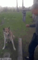 Man Shaking Hands With Dog GIF