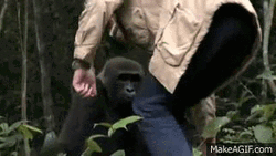 Man Sitting Beside A Gorilla