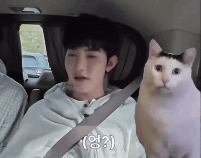Man Sitting In Car With Cat On Lap GIF