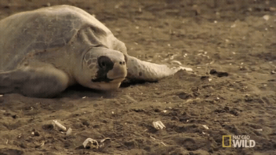 Man Sitting Next To Large Turtle Saying That Geo Wild GIF