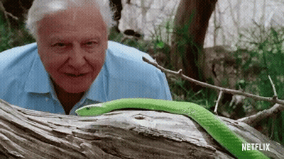 Man Smiling At Green Snake On Tree Trunk GIF