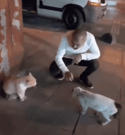 Man Squatting With Two Dogs On Sidewalk GIF
