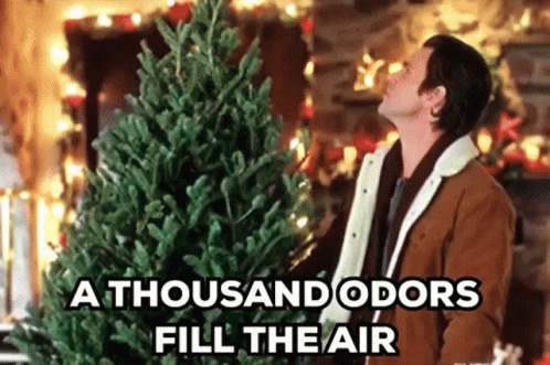 Man Standing In Front Of Christmas Tree Smelling It GIF